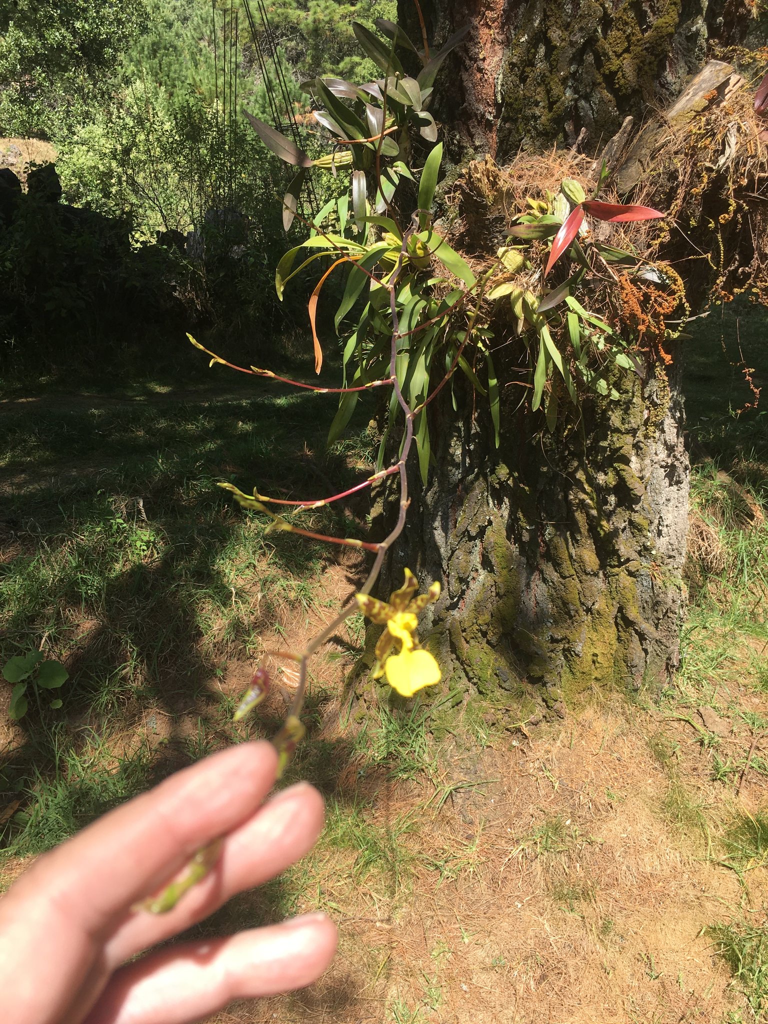 Oncidium tigrinum var. anguiculatum